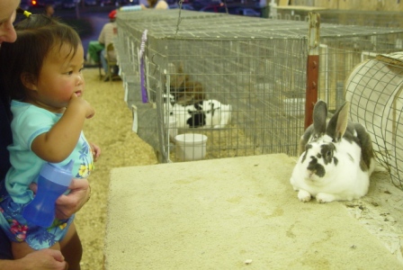 Kasen checking out the rabbit